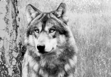 Canvas 5 luik schilderij wolf special 240 x 90 cm g c 0307 b m 1