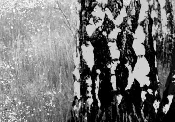 Canvas 5 luik schilderij wolf special 240 x 90 cm g c 0307 b m 2