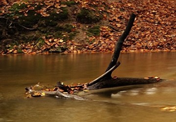 Canvas schilderij 4 luik herfstbos 2 200 x 90 cm 030212  33