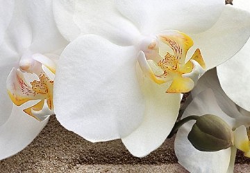 Canvas schilderij 4 luik orchidee zand 3 200 x 90 cm 051396