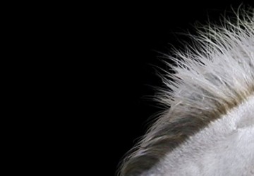 Canvas schilderij 4 luik paarden 2 200 x 90 cm 030216  5