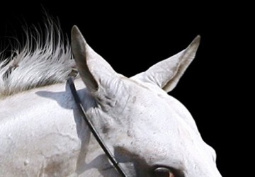 Canvas schilderij 4 luik paarden 3 200 x 90 cm 030216  5