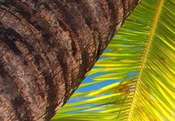 Canvas schilderij 4 luik palmbomen 2 200 x 90 cm 030112  47 os