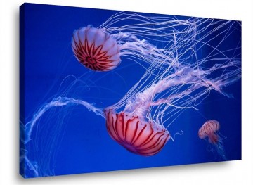 Canvas schilderij jellyfish 80 x 60 cm 4017